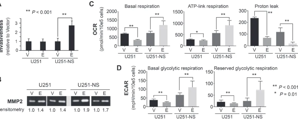 Figure 3: STIC-context-specific effect of EFEMP1 on increasing cell invasiveness via MMP2 activation and increasing metabolomics of cancer stem cell