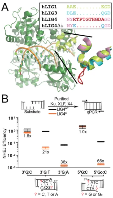 Figure 2.1: Effect of LIG4 insert1 on NHEJ of complex ends in vitro  