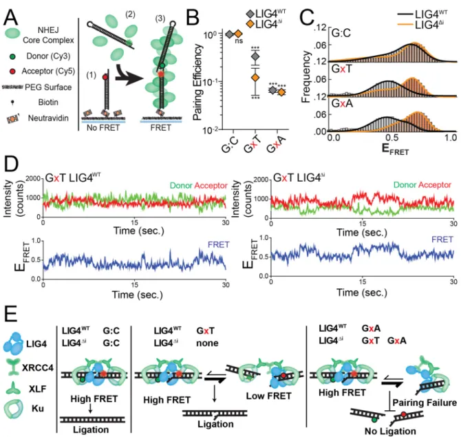 Figure 2.3: Effect of complex end structures on pairing dynamics of single  molecule complexes with LIG4 WT  or LIG4 Δi   