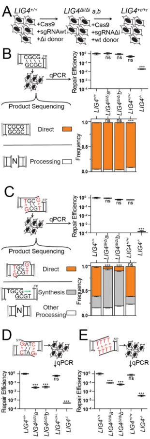 Figure 2.5: Effect of LIG4 insert1 on cellular joining of complex end structures 