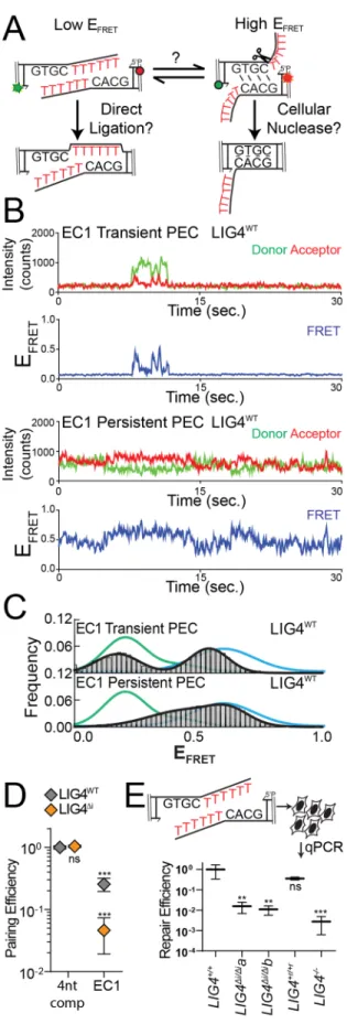 Figure 2.7: Effect of PEC flexibility on nucleolytic end processing 