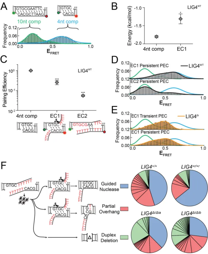 Figure 2.8: Effect of PEC flexibility on nucleolytic end processing  