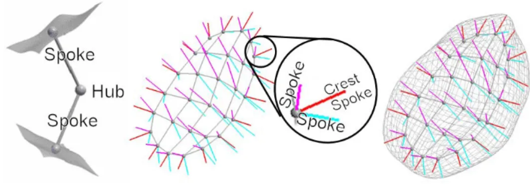 Figure 2.5: A medial atom, a discrete m-rep, and the implied boundary for a bladder.
