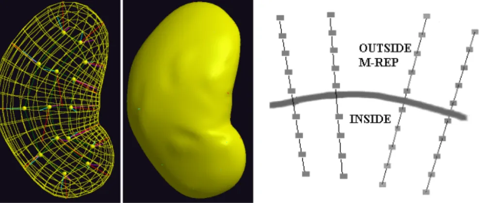 Figure 3.2: Left: the m-rep model shown as wireframe and surface. Right: diagram of closeup of the m-rep surface showing profiles, which sample intensity from inside to outside the m-rep along the normal to the boundary.