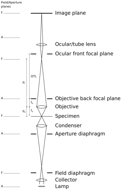Figure 2.1: The optical path of a bright-field microscope. Light rays (straight lines) intersect at the field planes, where the specimen is in focus
