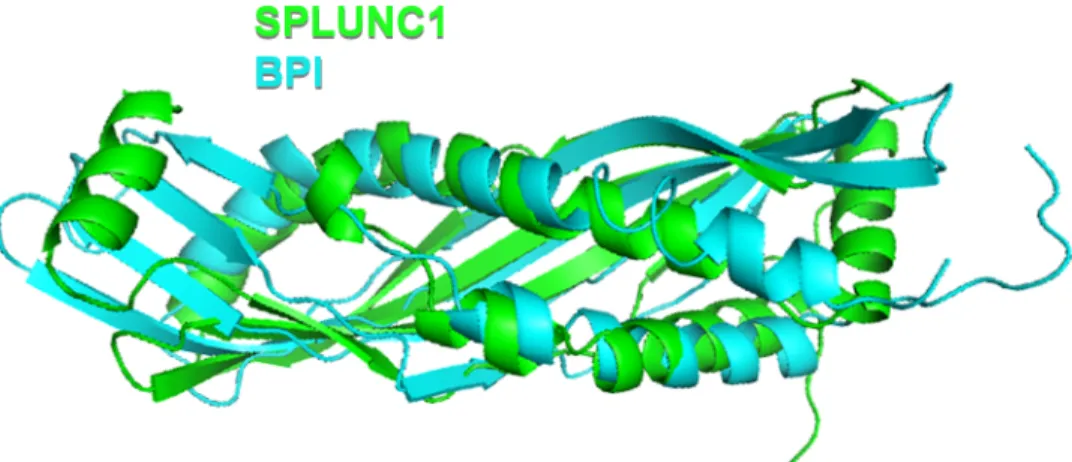 Figure 1.1 SPLUNC1 and BPI Structural Alignment 