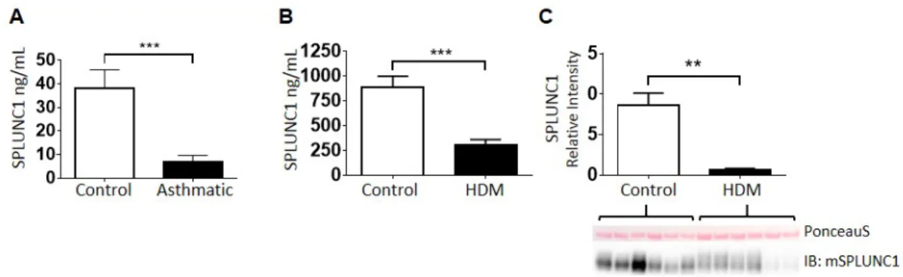 Figure 2.1. SPLUNC1 is Reduced in Allergic Airways 