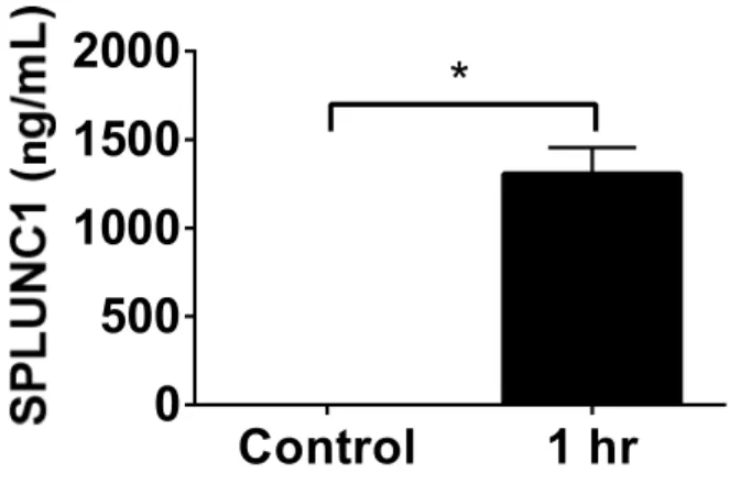 Figure 2.2 HBECs Secrete SPLUNC1 