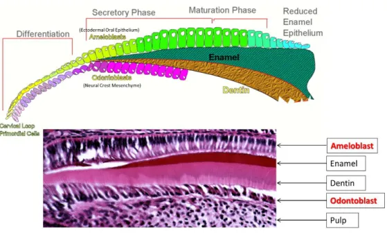 Figure 1.1: Development of ameloblast and odontoblast. Ameloblast is derived from 