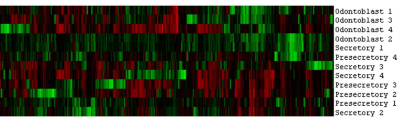 Figure 2.4: Heat map from cluster analysis. The map shows clustering of genes associated with  collagen and extra cellular matrix formation