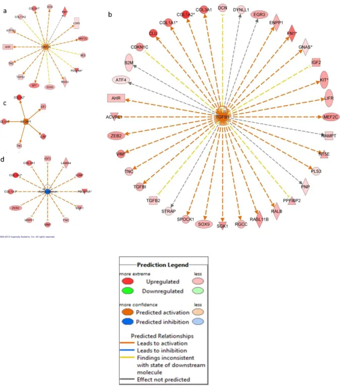 Figure 2.5: Upstream analysis: a – molecule network map for WNT3A, b – molecule network  map for TGFB1, c – molecule network map for IGF2BP1, d – molecule network map for Alpha  catenin