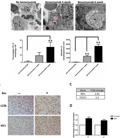 Figure 1: Bevacizumab treatment promotes autophagy in glioma tumors. A., autophagy was induced in glioblastoma xenografts in nude mice during bevacizumab therapy