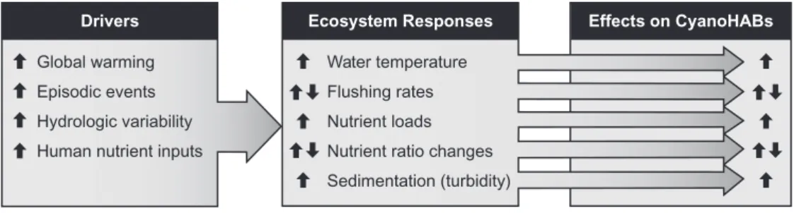 Fig. 4. The relationship between human and climatic environmental pressures on aquatic ecosystems, ecosystem responses and their effects on CyanoHABs