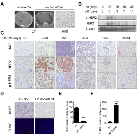 Figure 3: HER2 H878Y driven lung tumor depends on continuous expression of transgene for maintenance