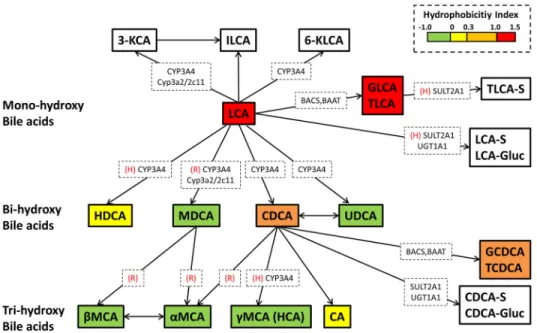 Figure 3. Hepatic metabolic pathways of lithocholic acid (LCA) and chenodeoxycholic acid  (CDCA)