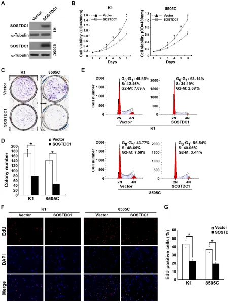 Figure 4: Ectopic over-expression of SOSTDC1 inhibits the proliferation of thyroid cancer cells