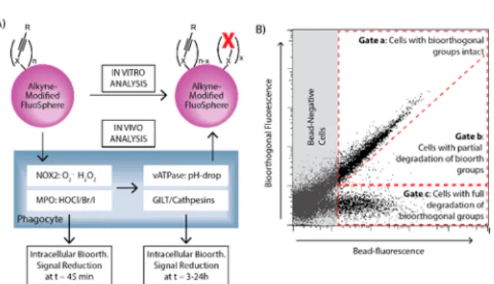Figure 1. Outline of the stability assays and FACS analysis. (A) Alkyne-modi ﬁed ﬂuorescent latex beads were incubated either in vitro or fed to APCs and the reduction in the number of reactive alkynes assessed either of the naked beads or of the cells con