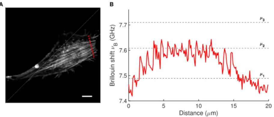 Fig. 4. Label- and contact-free Brillouin imaging of actin stress fibers. (A) Confocal image of 3T3 fibroblast adhering on fibronectin-coated glass