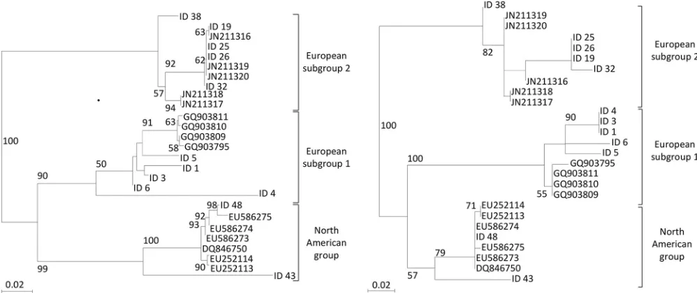 FIG 2 Phylogenetic analysis of the partial ORF5 nucleotide sequences (518 nucleotides in length) (a) and partial ORF1 nucleotide sequences (243 nucleotidesin length) (b) of 27 EAV strains