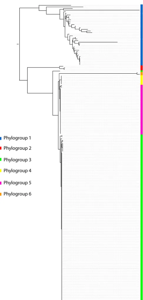 FIG 4 Maximum likelihood phylogeny of concatenated alleles derived from188 Y. enterocolitica strains