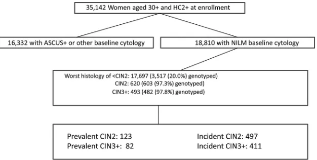 FIG 1 Study population. The study population included 18,810 women agedprevalent cases and controls were genotyped in the Burk lab, while the incident cases and controls were genotyped by Roche Molecular Systems