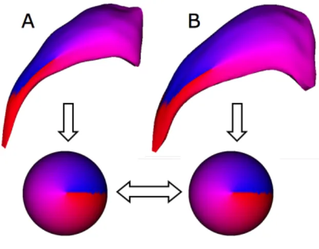 Figure 2.1: Example of parameterization-based correspondence. A parameterization is computed for objects A and B individually