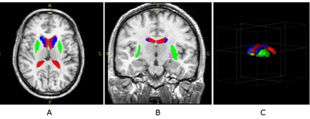 Figure 3.4: The relative locations of the various brain structures used in experiments.