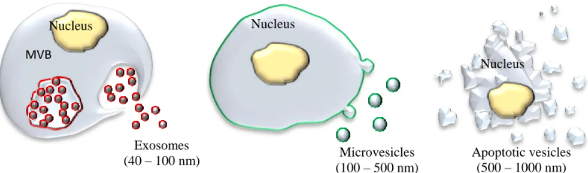 Figure 1.1. Schematic representation of different types of extracellular vesicles.