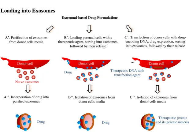 Figure 1.2 Different approaches for drug loading into exosomes.