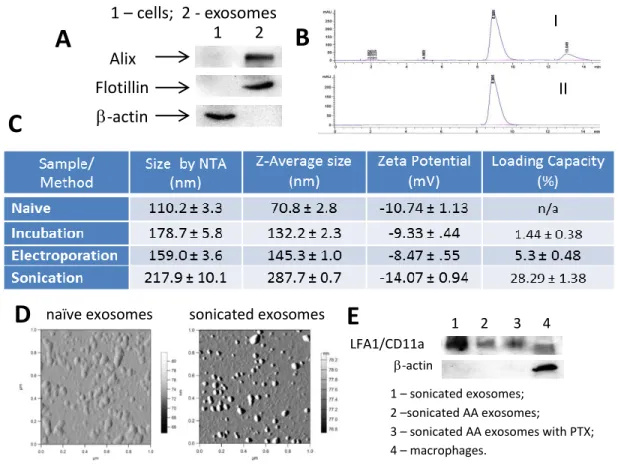 Figure 1.4. Characterization of PTX exosomal formulations. 264.7 macrophages were collected from  conditioned media, and the exosome protein content was confirmed by western blot (A)