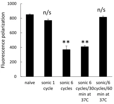 Figure  1.5.  Effect  of  sonication  on  fluidity  of  exosomal  membranes.    Exosomes  isolated  from  RAW  264.7  macrophages concomitant media were labeled with BODIPY-PC fluorescent dye as described in Materials section,  and subjected to one or 6 cy