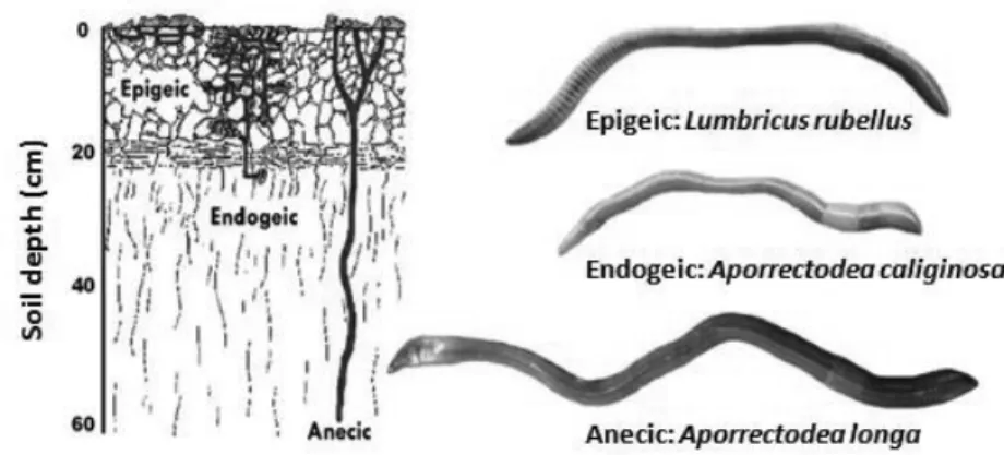 Figure  1.4  Earthworm  functional  groups  and  representative  species  of  each  group