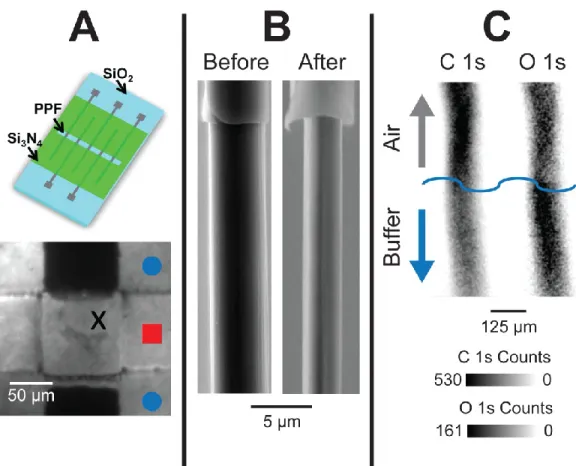 Figure 1.1.  The application of the 1.3 V FSCV waveform alters carbon surface  chemistry