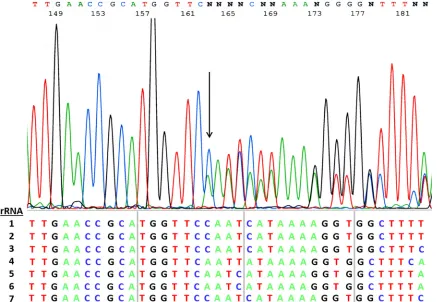 FIG 2 Electropherogram illustrating the loss of synchronicity that occurs when there is a nucleotide deletion or insertion within one or more of the 16S rRNAfrom GenBank (GenBank accession no.genes among the multiple rRNA operons in the genome