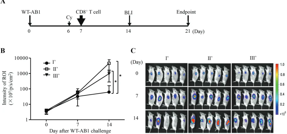 Figure 4: Adoptive transfer of tumor-specific CD8+of groups I’, II’ and III’, correspondingly