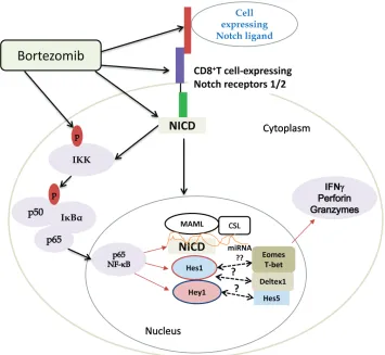 Figure 11: Scheme depicting bortezomib’s influence on Notch-NFκB crosstalk affecting expression of T cell effector molecules