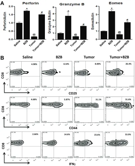 Figure 2: bortezomib augments expression of cD8+Balb/c mice established with 14-day subcutaneous 4T1HA tumors