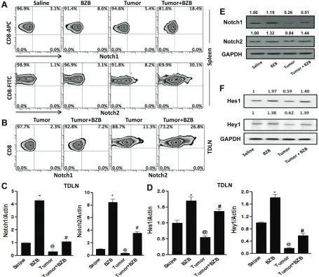 Figure 8: Bortezomib upregulates the expression of NICD and its downstream target Hes1 in CD8+ t cells