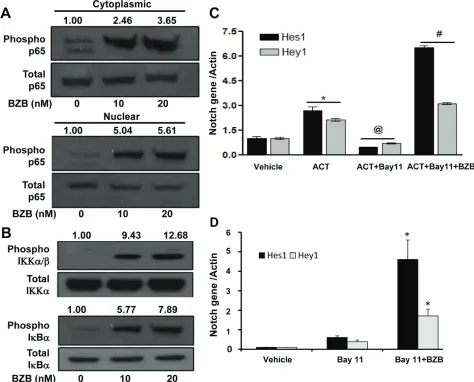 Figure 9: bortezomib stimulates the expression of Notch genes viaversusare expressed as mean ± S.E.M; h)  NFκB activation