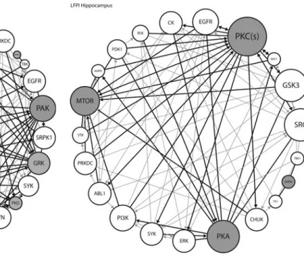 FIG. 6. For the hippocampus kinome array data, kinases im- im-plicated by the random sampling analyses in Table 3 (gray circles) were combined with upstream kinases (white circles) to create a kinase network model