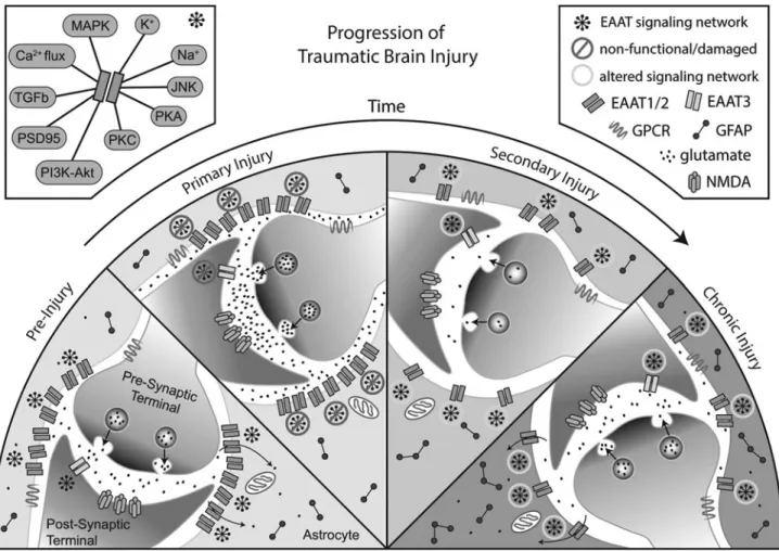 FIG. 1. Progression of traumatic brain injury. Schematic representation of changes in glutamate release, reuptake, and activity based on data from rodent models of traumatic brain injury