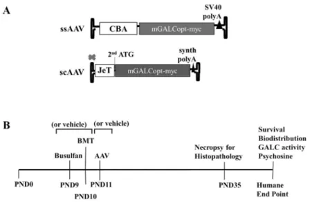 Figure 1. AAV construct designs and Outline of the study