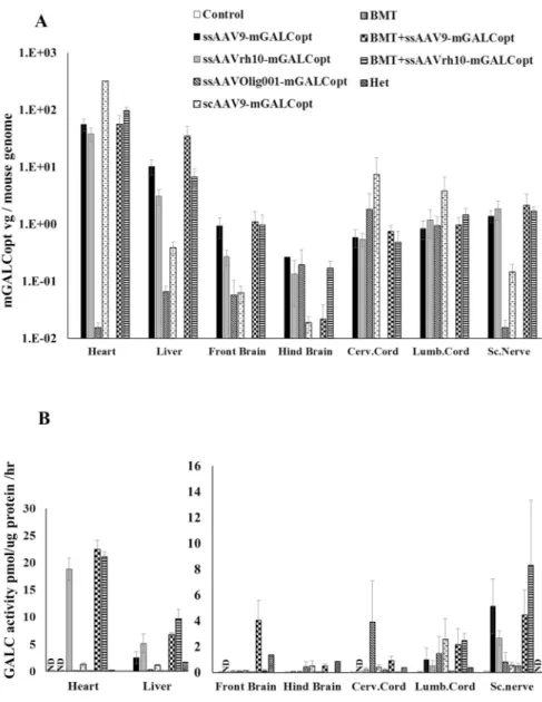 Figure 2. Biodistribution (A) and GALC Activity (B) in Twitcher tissues after Intrathecal  delivery of AAV/mGALCopt with or without BMT