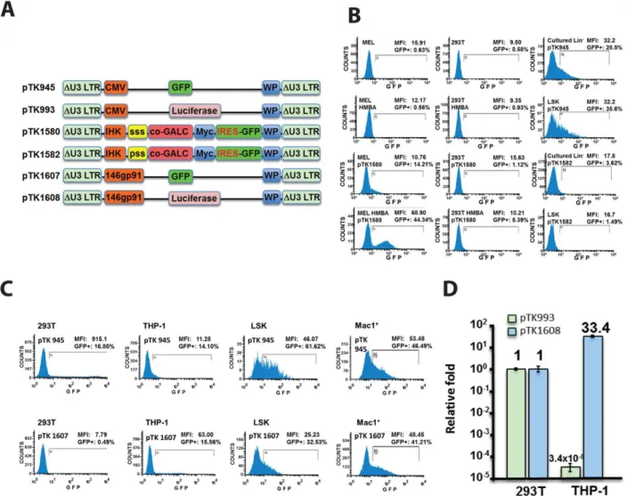 Fig. 1. Novel lentiviral vectors support erythroid- and myeloid- myeloid-specific transgene expression