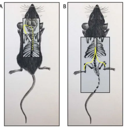 Figure 1. Novel i.t. and s.c. catheter delivery systems in mouse