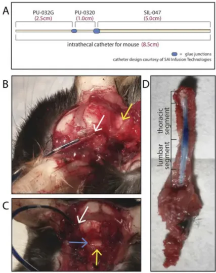Figure 2. Modified intrathecal catheter system allows for sustained delivery of Evans Blue to the  spinal cord