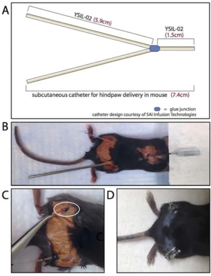 Figure 5. Subcutaneous bifurcated catheter system allows for sustained delivery of Evans Blue to  both hindpaws simultaneously