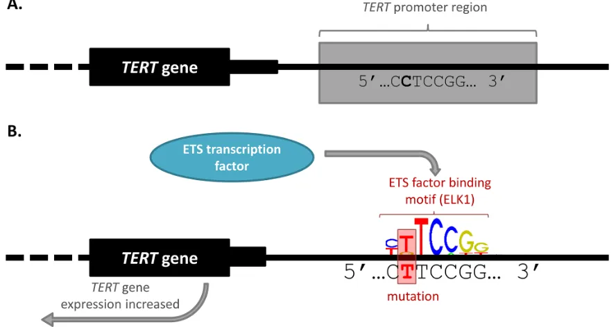 Figure 1: Enhancer-promoter looping occurs over vast distances of DNA. A. Inactive enhancer and promoter