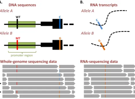 Figure 3: Analysis of allele-specific gene expression from DNA- and RNA-sequencing data