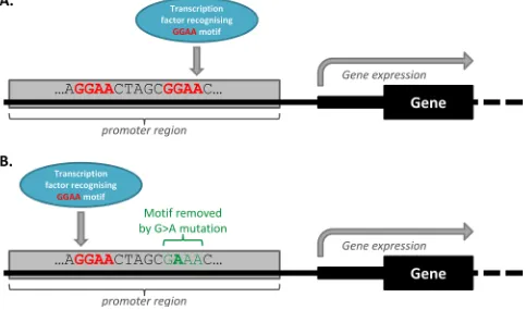 Figure 4: Transcription factor redundancy can impact on the functional effect of some mutations